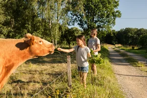 Two children feeding cows in a cow pasture in the countryside. Two children feeding cows in a cow pasture in the countryside.