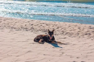 dog resting on the beach dog lies on the sandy sunny beach