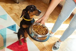 bella-duke-header Unrecognizable woman serves food to her cute dog in a stainless steel pet food bowl.