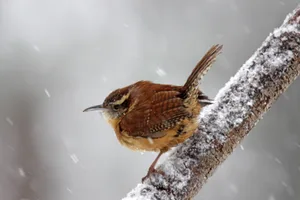 How birds stay warm How birds stay warm