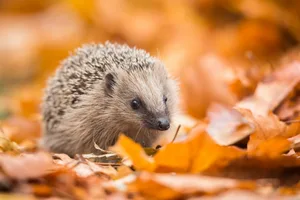 Hedgehog Hedgehog