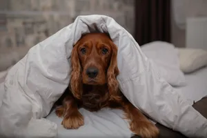 The dog is lying under the blanket. A dog in bed underneath the duvet