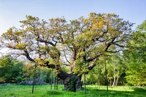 The Major Oak The Major Oak tree in Sherwood Forest, England