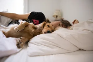 Long haired dachshund sleeping in bed with his human A woman and her dog sleeping in the same bed