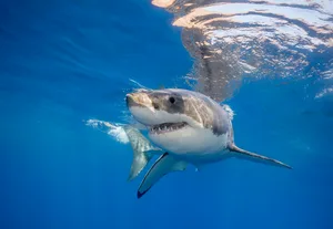 Great White Shark Bahamas Great white shark in the ocean