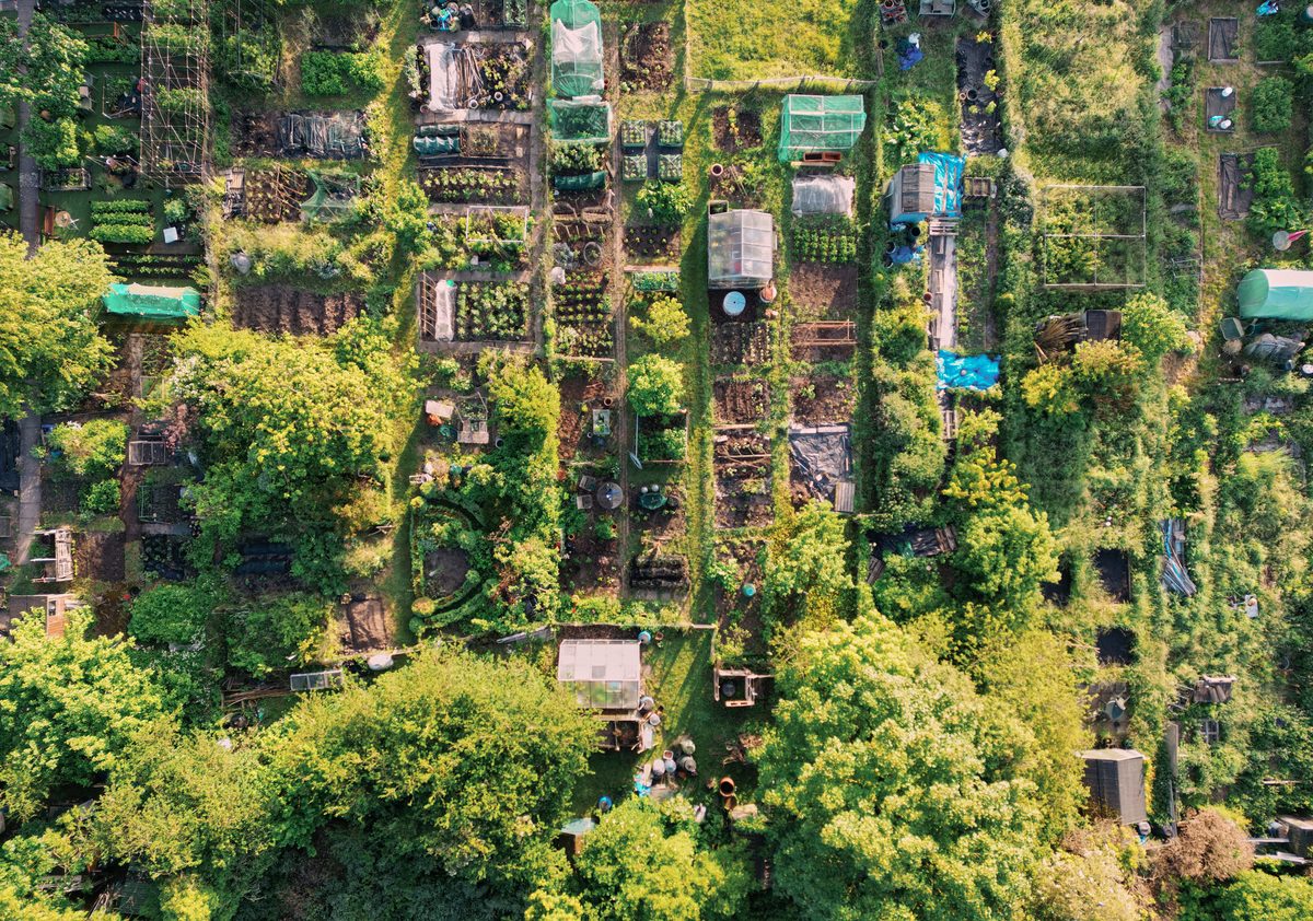 Finally got your own allotment? Here’s everything you need to know, from unspoken rules to the best beginner veg
