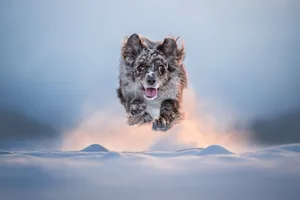 Nika Kuplenk – 1st place A small dog jumping through the snow towards the camera