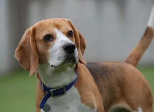 Portraits At Battersea Dogs And Cats Home LONDON, ENGLAND - DECEMBER 17: Prince a 3 years old Beagle sits for a portait at Battersea Dogs & Cats Home on December 17, 2019 in London, England. (Photo by Mike Marsland/WireImage)