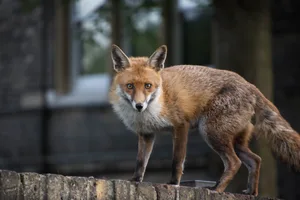 May Fox A fox stood on top of a fence