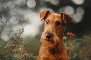 Irish terrier Irish terrier