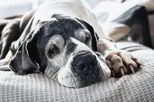 Senior Great Dane resting on the couch Senior dog lying down on sofa