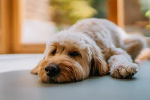 Tired Goldendoodle dog resting on the living room floor A dog looking sad while lying on the floor