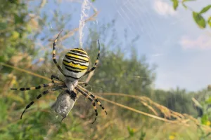 Wasp Spider (Argiope bruennichi) eating prey caught in its web, Jersey, UK A Wasp spider catching its prey on its web