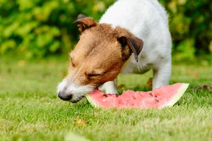 Dog enjoys eating slice of fresh ripe watermelon Jack russell eating a watermelon slice