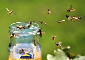 Wasps around a honey jar Wasps around a honey jar in summer