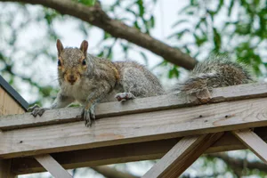 Squirrel on Top of Fence in Yard Squirrels on a long wooden frame