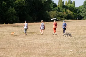 UK drought warnings, London Dog walk on dry land