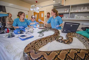 ‘World-first’ cancer treatment saves python after tumour destroys part of her jaw (c) Chester Zoo A large snake on a operating table with a team of surgeons looking over