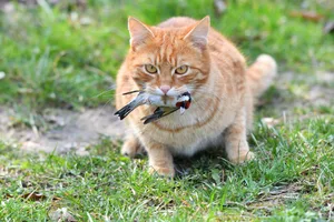 How to stop your cat hunting wildlife How to stop your cat hunting wildlife