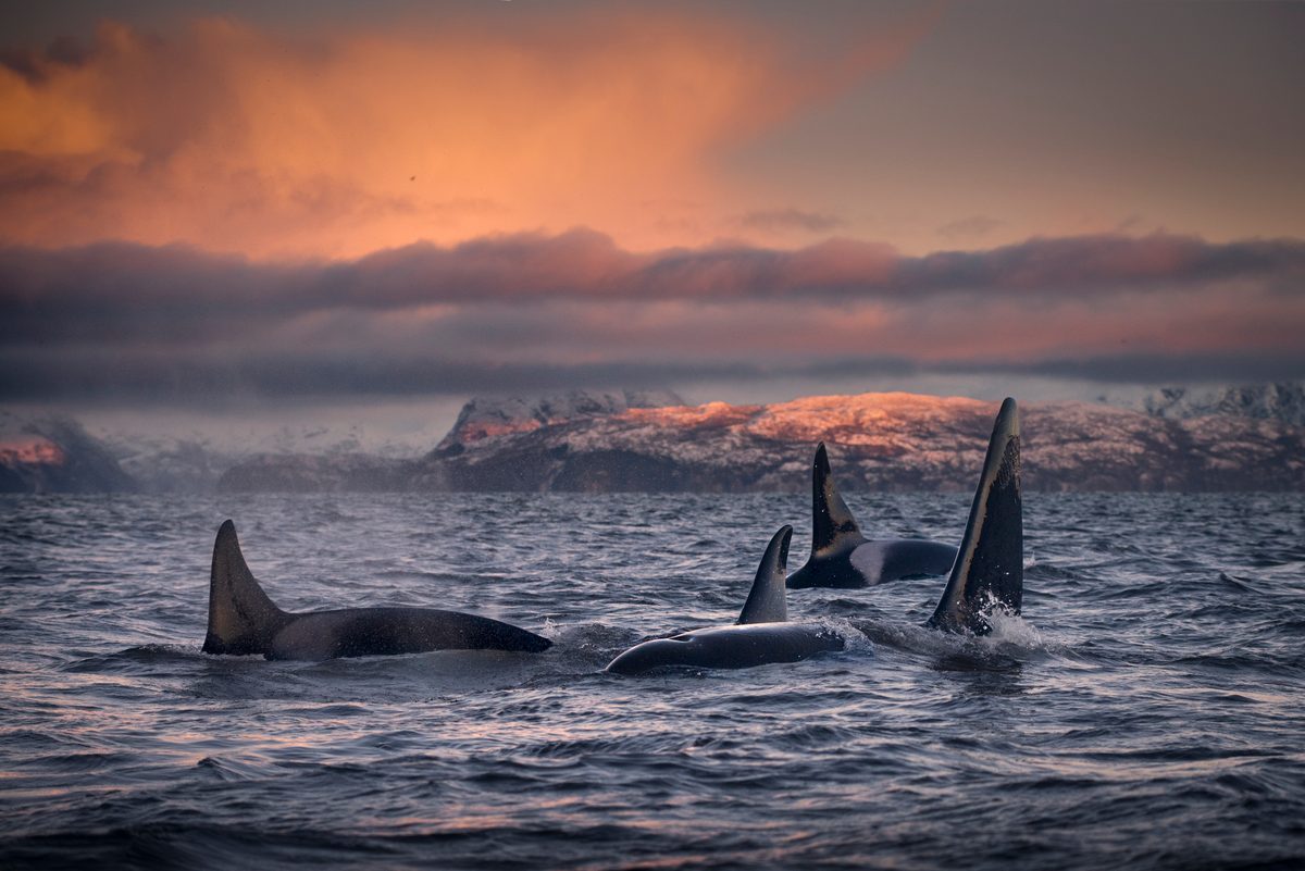 Scientists use traces of nuclear debris found in Whale's teeth to reconstruct their life stories and find the oldest male killer whale ever documented