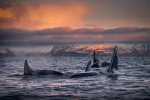 Orcas, killer whales, Skjervøy, Troms, Norway A group of Orcas swimming together off the coast of Norway