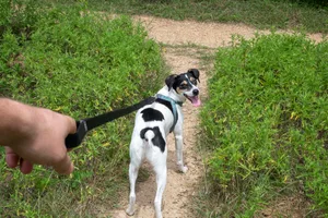 When is it too hot to walk your dog? When is it too hot to walk your dog?