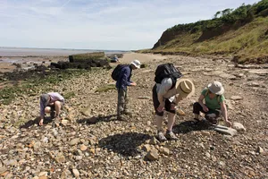 UK – Isle of Sheppey – Fossil hunters seaching beach Fossil hunters bend down looking among Eocene rocks and stone at Warden Point, Isle of S