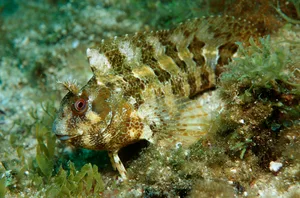 Tompot Blenny (Parablennius gattorugine), Croatia, Mediterranean Sea. Tompot Blenny