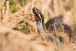European adder European adder in grass