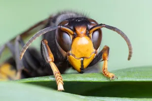 Close-up view of Asian hornet in Baarn Netherlands showcasing its distinct features on a leaf This close-up captures an Asian hornet resting on a leaf in Baarn, Netherlands. The vibrant colors and details highlight the hornet's features, representing this invasive species.