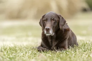 White Faced Chocolate Labrador Laying in Grass Old dog sat on the grass looking sad