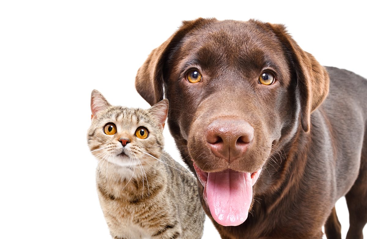 Dog and cat featured in the Countryfile article quoting Butternut Box