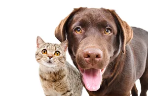 Portrait of adorable curious labrador and cat scottish straight, closeup, isolated on a white background Portrait of adorable curious labrador and cat scottish straight, closeup, isolated on a white background