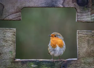 Wild Robin A garden robin sat on a wooden fence