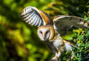 Barn Owl A barn owl raising its wings ready to fly