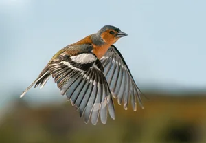 Close-up of songchaffinch perching on field,United Kingdom,UK A wild songchaffinch flying through the sky