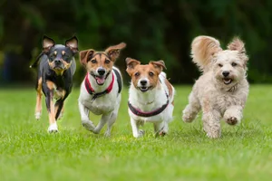 4 Little dogs running in a row. 4 Little dogs running in a row.
