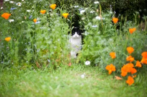 How to stop cats pooing in your garden Cat sitting in flowerbed