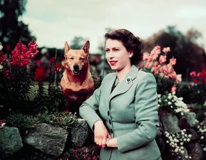 Queen Elizabeth II in garden with a corgi Queen Elizabeth in garden with a corgi