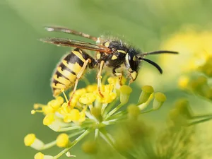 British wasp on fennel Macro closeup of a common British wasp feeding on the herb Fennel.