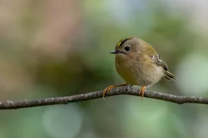 A goldcrest perched on a bare branch against a soft green background in Father Collins Park, Dublin. A small goldfinch sat on a branch