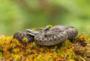 Common Adder – Vipera berus common viper adder