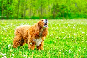 Dog Barking on Field A dog barking in a field