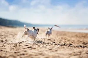 Jack russell terriers catching stick Jack russell terriers catching stick