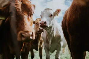 A white cow stands among ginger cattle A white cow stood surrounded by other cows