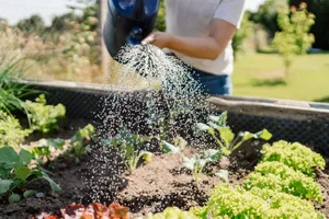 Close up of a women watering vegetables in a raised bed Close up of a women watering vegetables in a raised bed