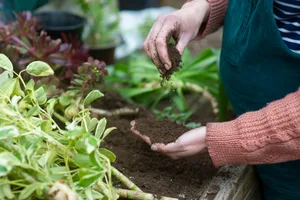 Working with the soil A man potting a variety of plants in his garden.