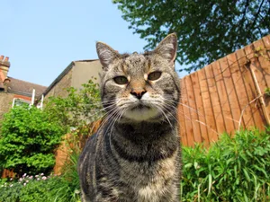 Cat in back garden A cat in an urban back garden.