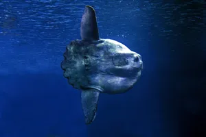 Sunfish Sunfish mola mola