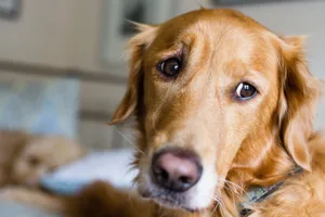 anxious-dog-2 Golden Retriever has concerned look on her face.